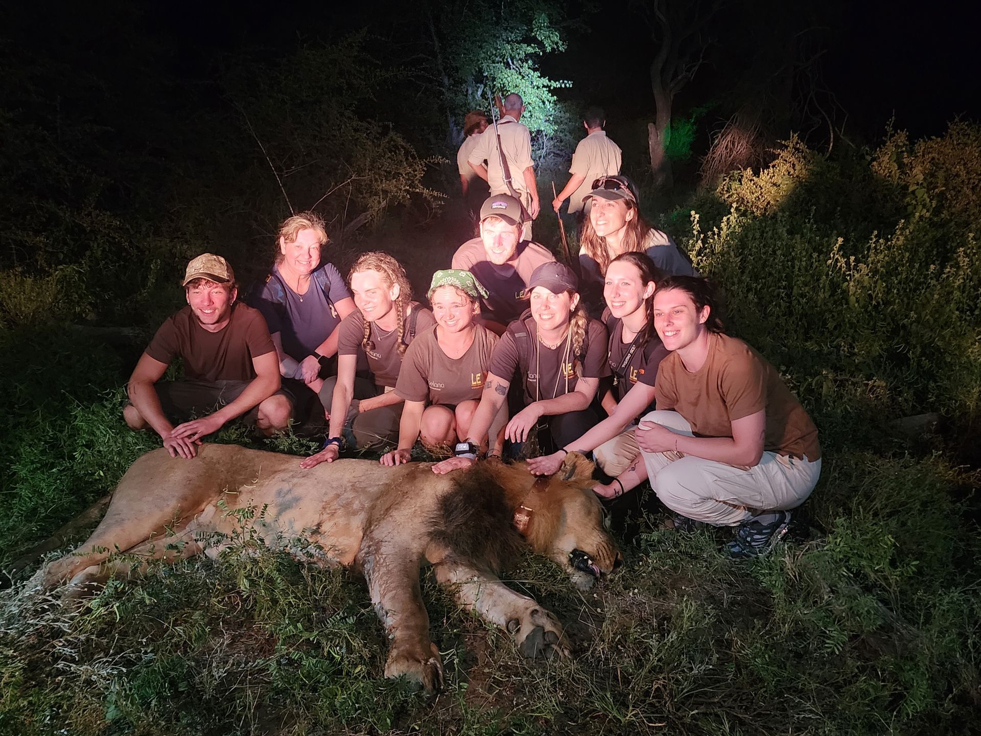 Group of people crouched around a sedated lion at night. 