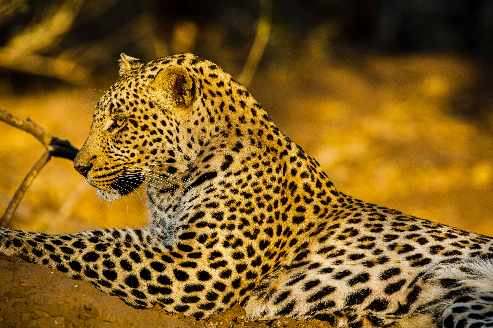 A leopard is laying on the ground with a branch in its mouth.