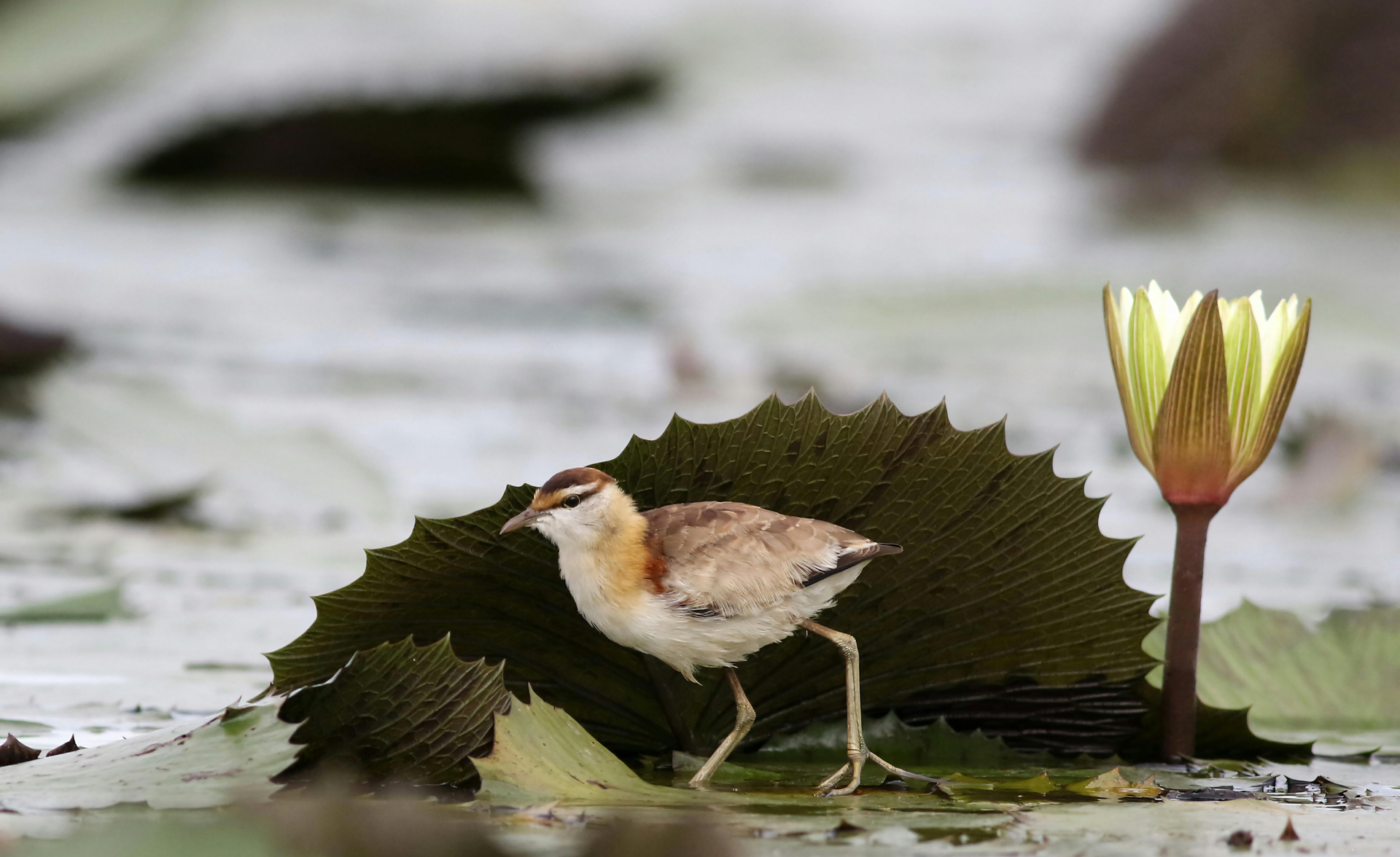 Small bird perched on a lily pad beside a pink water lily on a pond