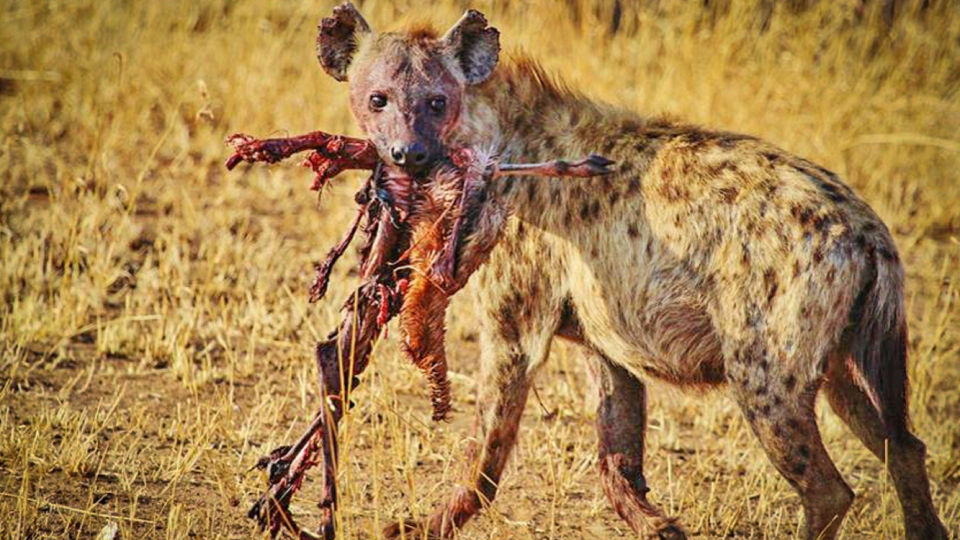 Hyena The Ugly Five