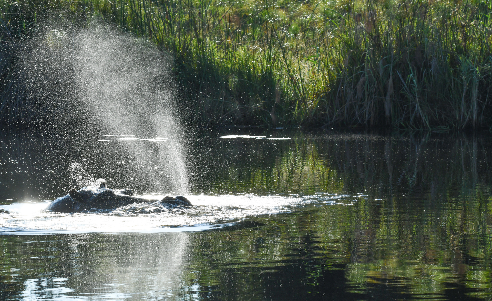 A hippo spraying water in the okavango delta
