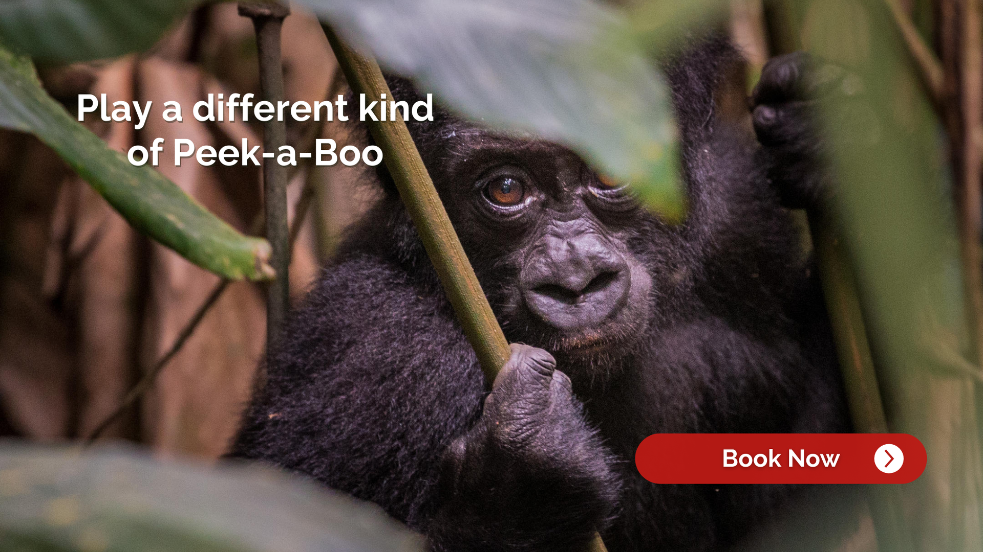 Gorilla peering through leaves; advertisement for booking.