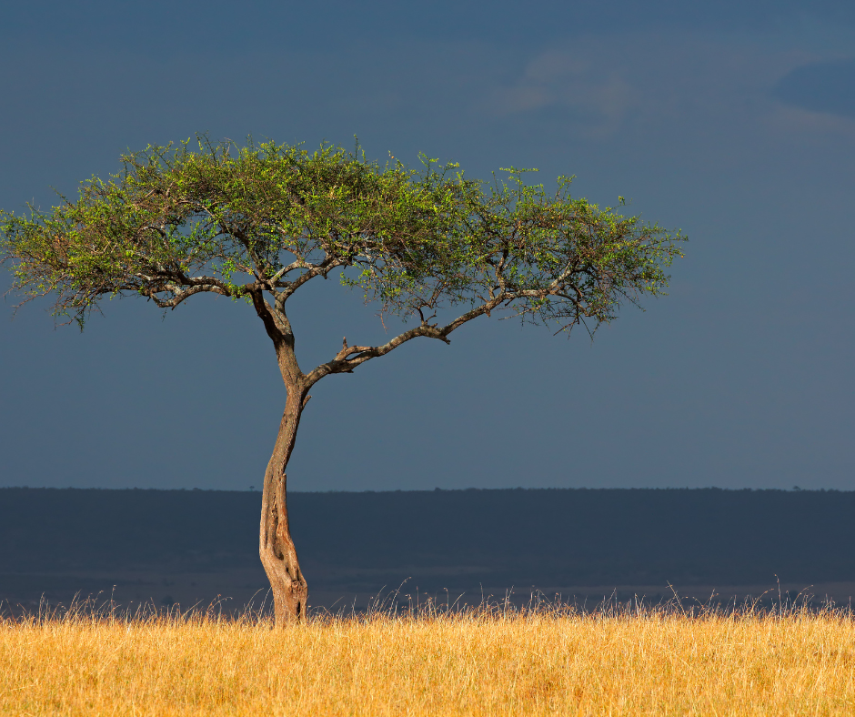 Solitary acacia tree on golden savanna under a blue and dark horizon.
