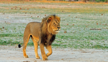 A lion is walking across a dirt road in the wild.
