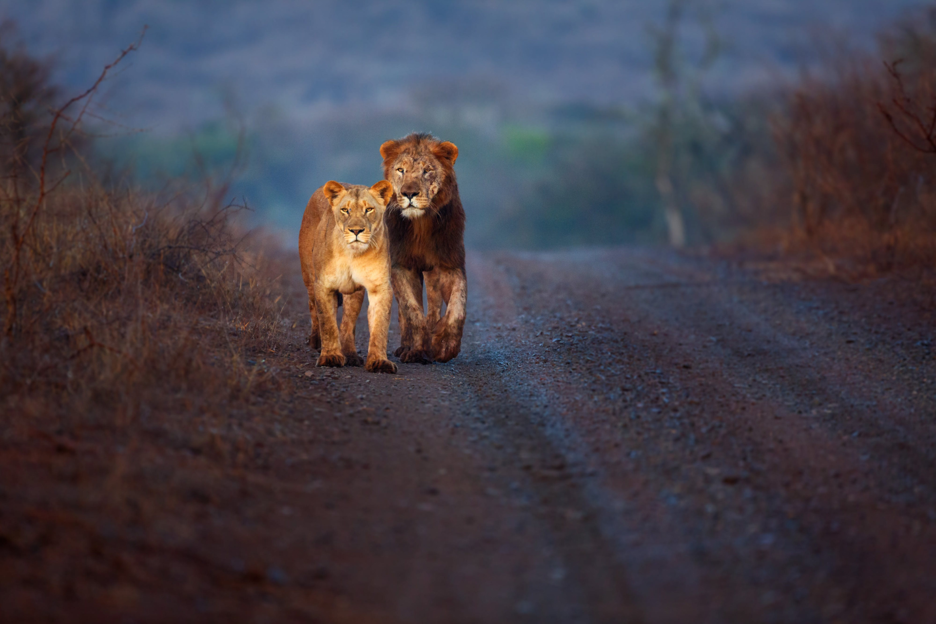 Lion and lioness walk together on a dirt road; both looking toward the viewer.