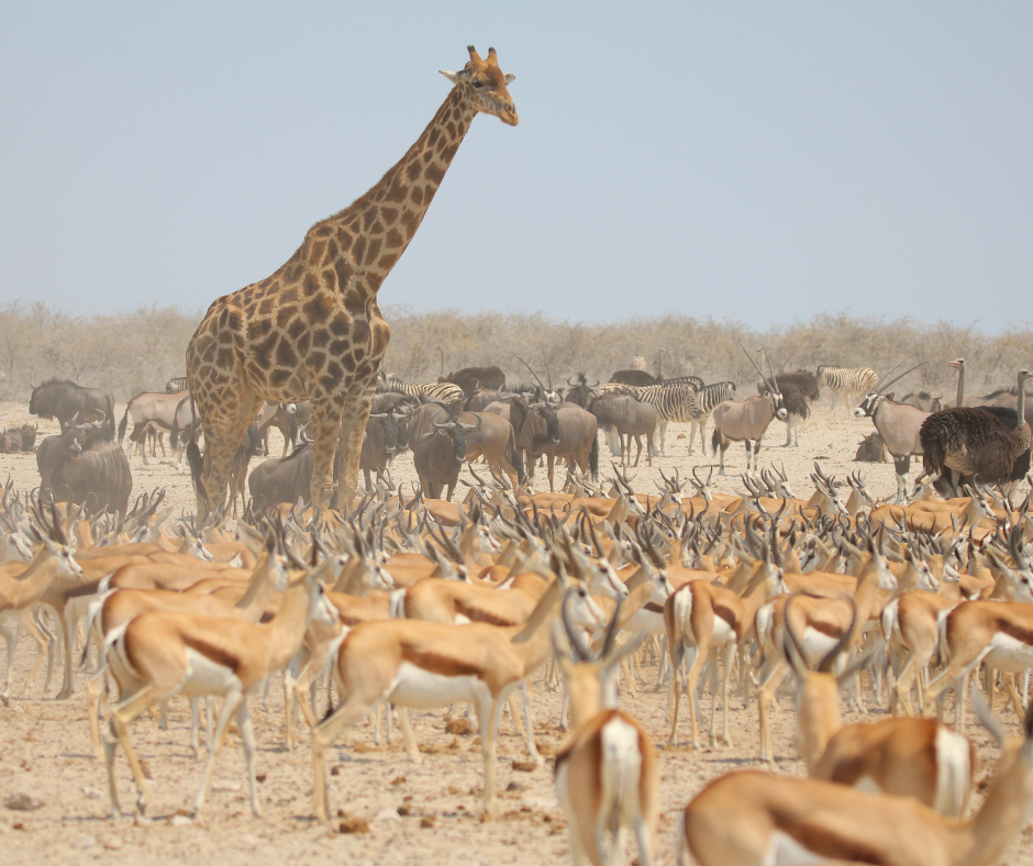 Giraffe standing tall among a large herd of springbok and other animals in a dry, sunny landscape.