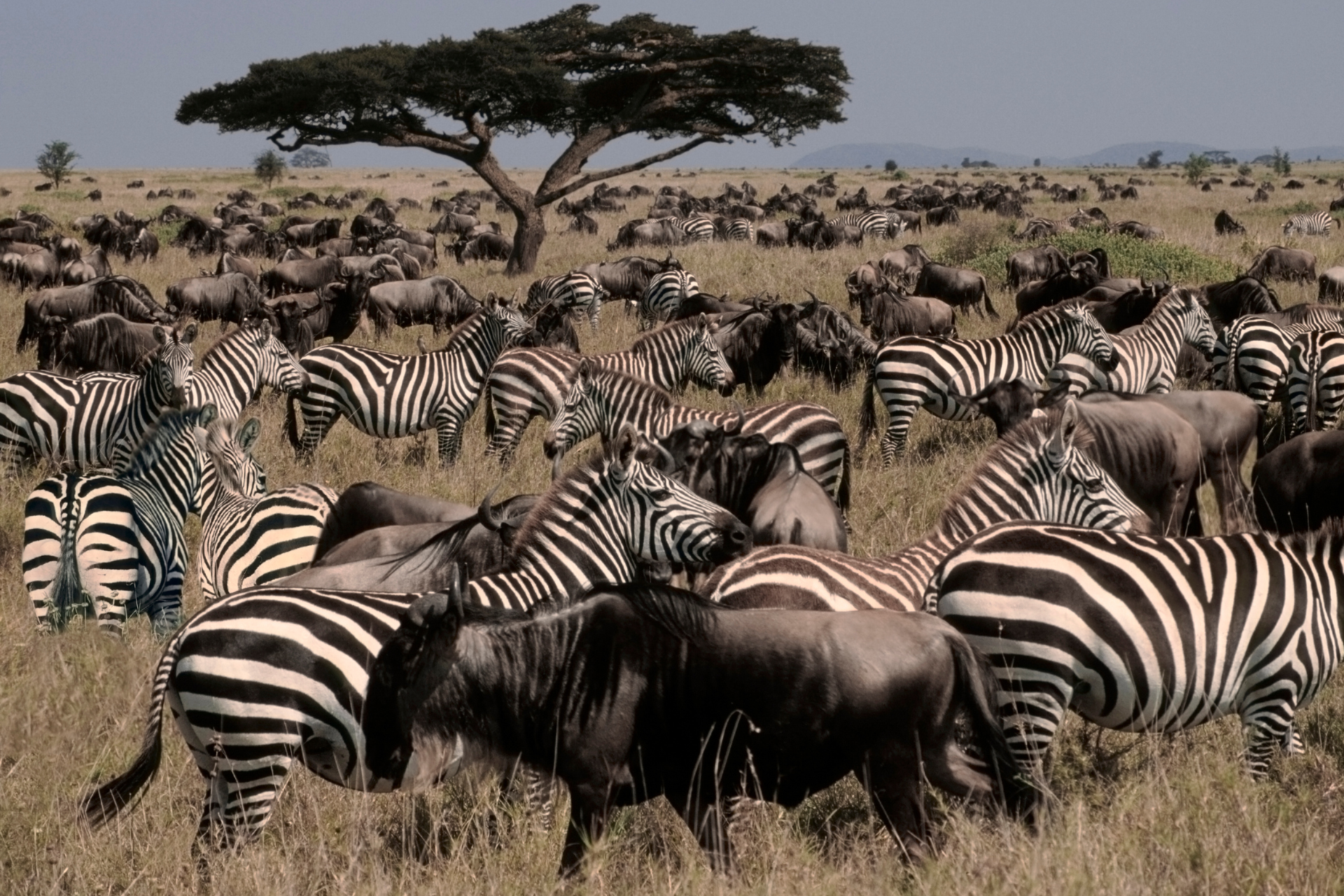 Serengeti Safari
