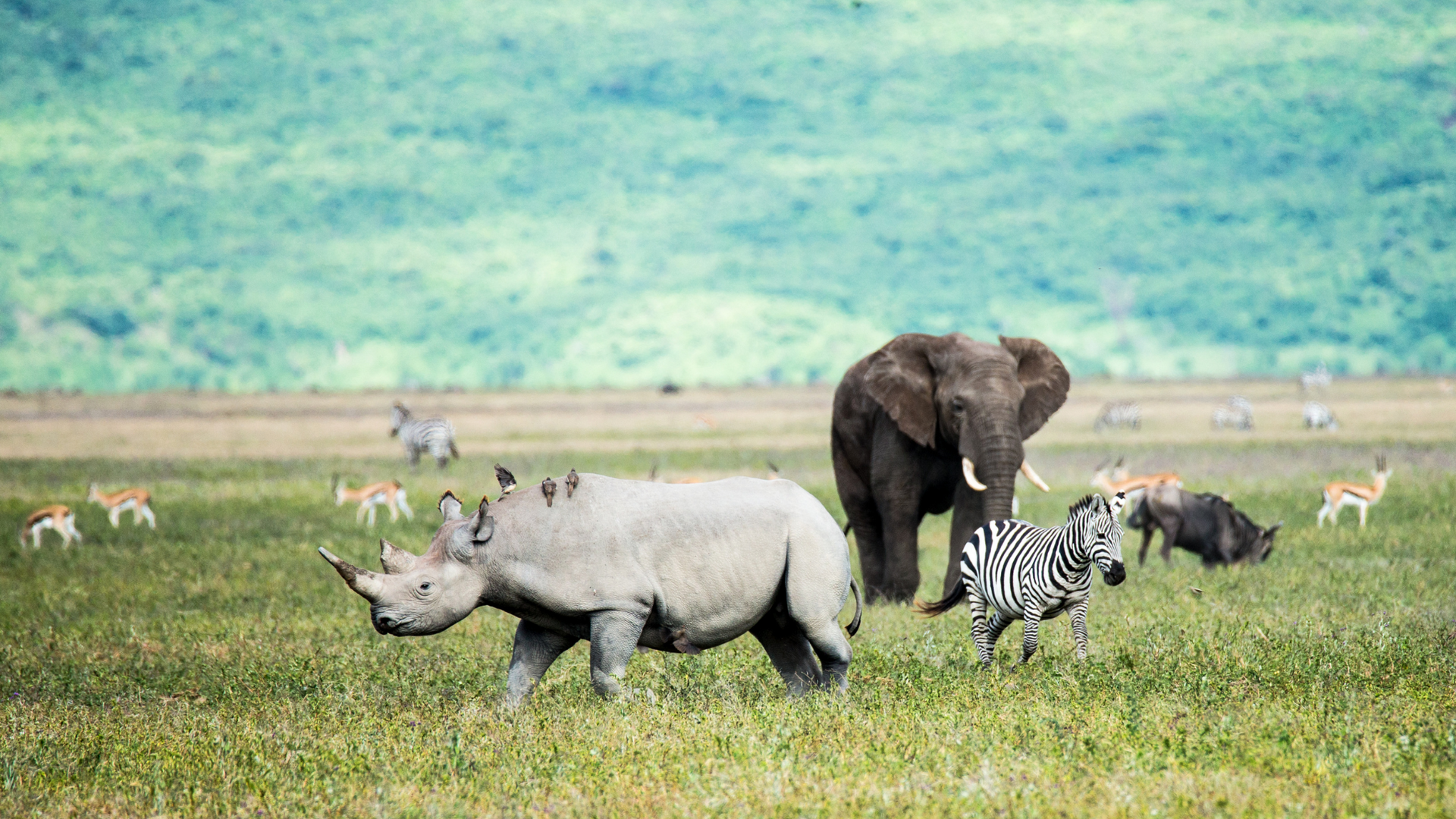 Black rhino in the Ngorongoro Crater with an elephant in the background