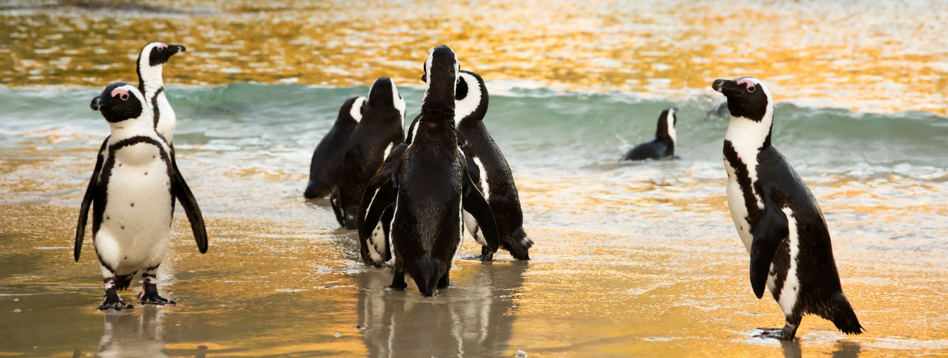 Penguins on a sandy beach near the ocean; some standing, others in the water. Boulders Beach