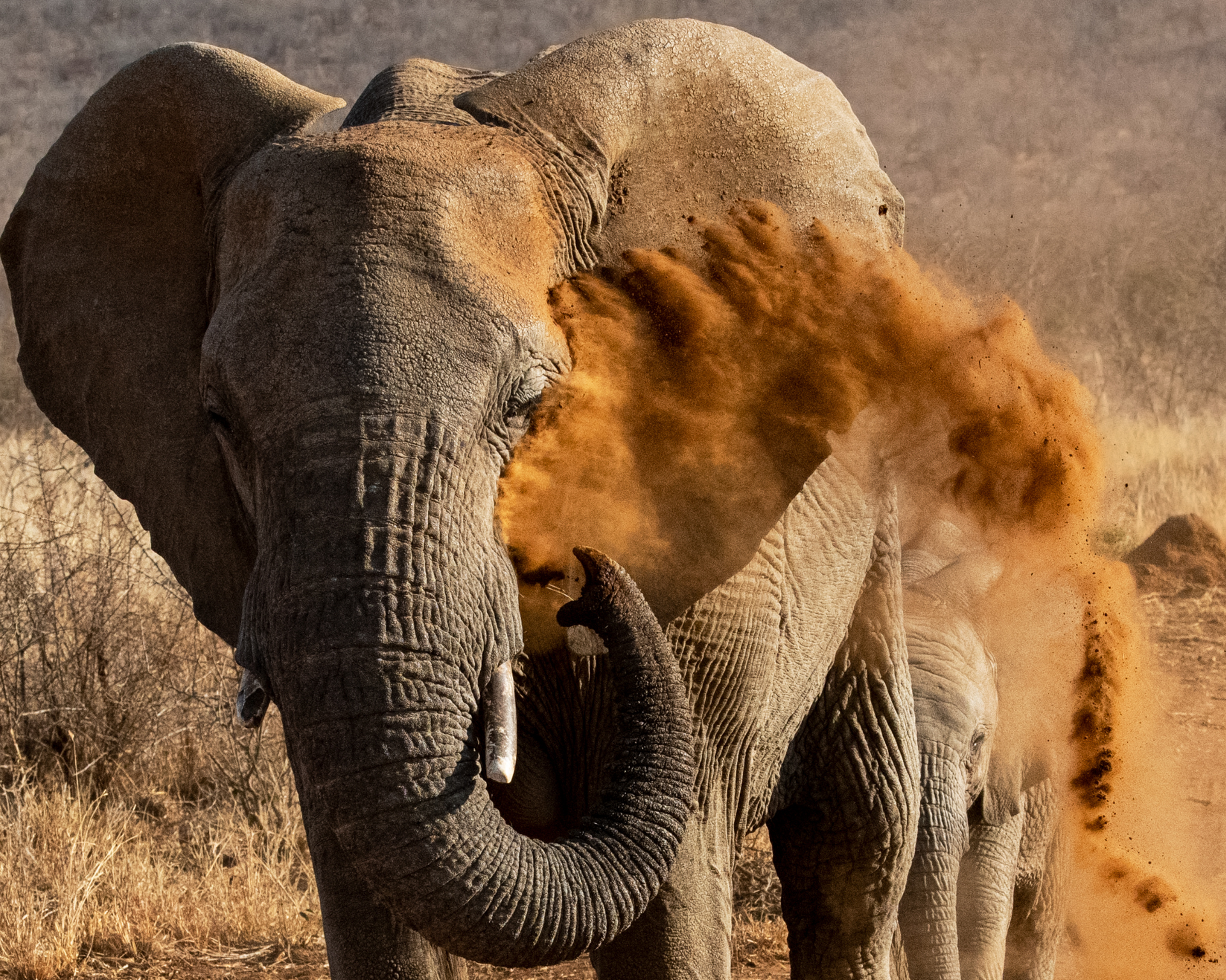A couple of elephants standing next to each other Malaria Free Safari Destinations