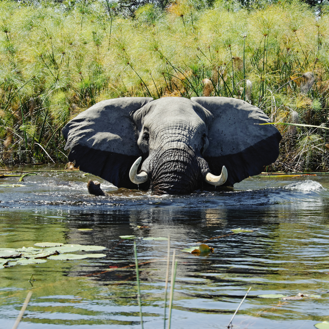 An elephant is walking through a body of water
