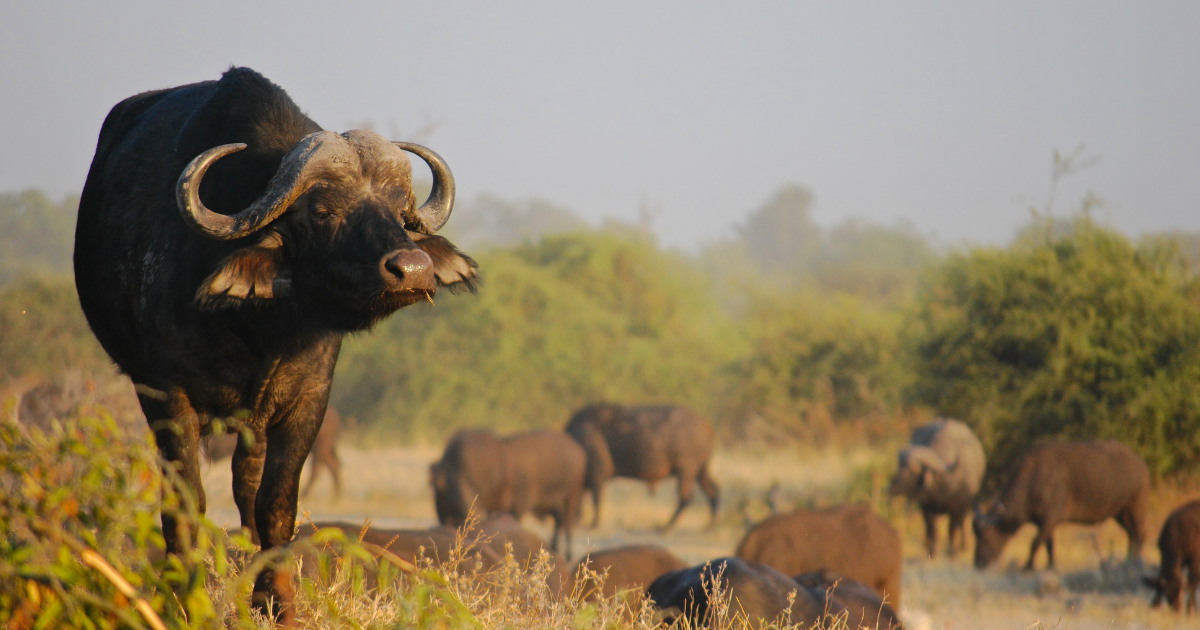 African buffalo standing in a dusty savanna with a herd grazing in the background