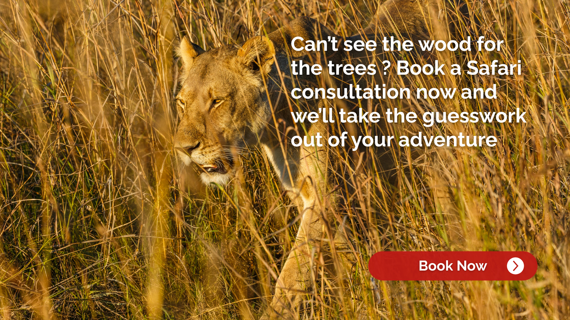 Lioness in tall grass, safari advertisement. 