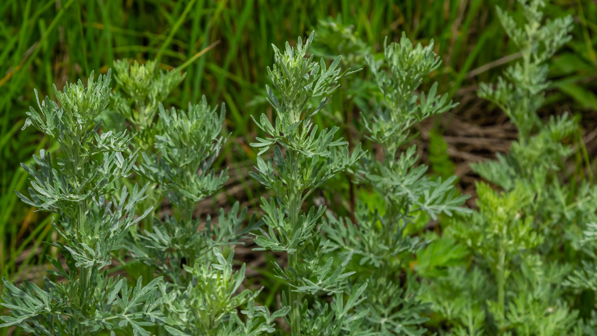 A close up of a plant with green leaves growing in the grass.