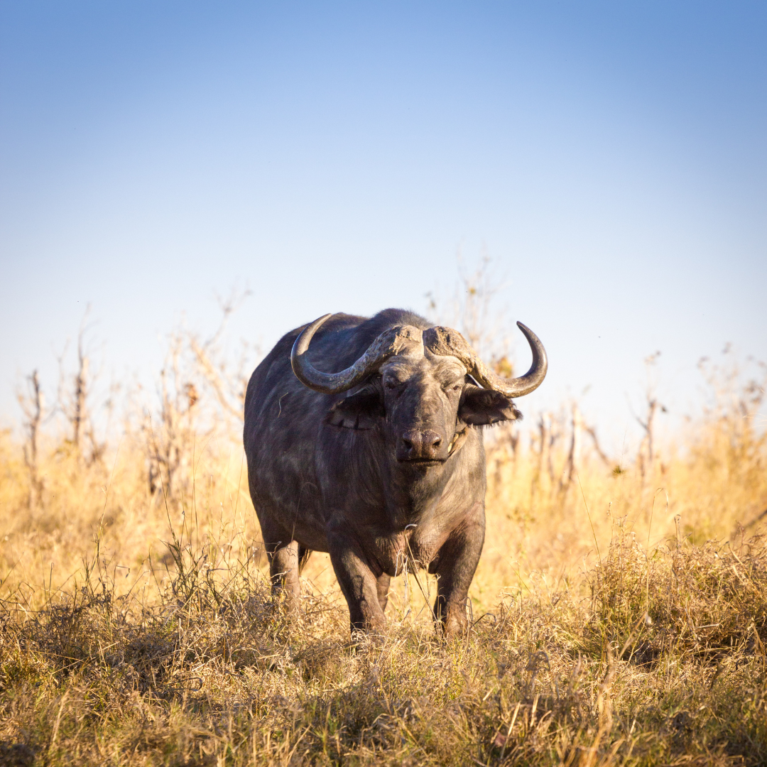 A water buffalo is standing in a field of tall grass.