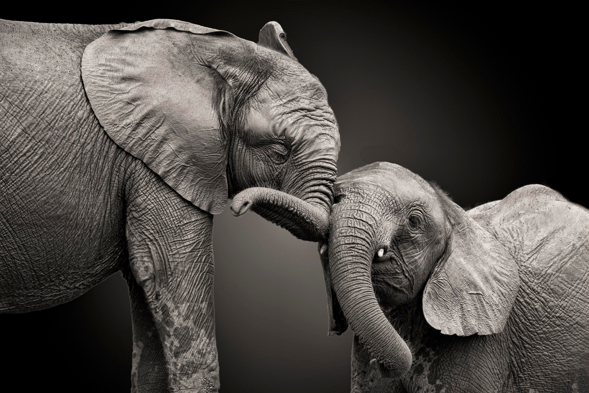 A black and white photo of two elephants standing next to each other.