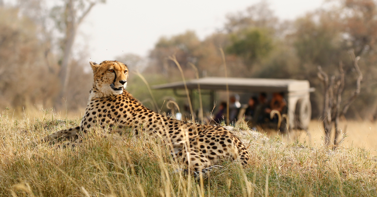 Cheetah resting on a grassy mound, safari vehicle with tourists in background.