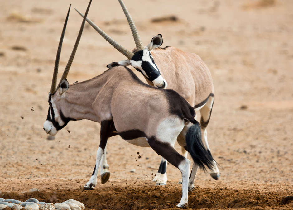 Two antelopes sparring on sandy ground, one mounted on the other’s back with horns crossed.