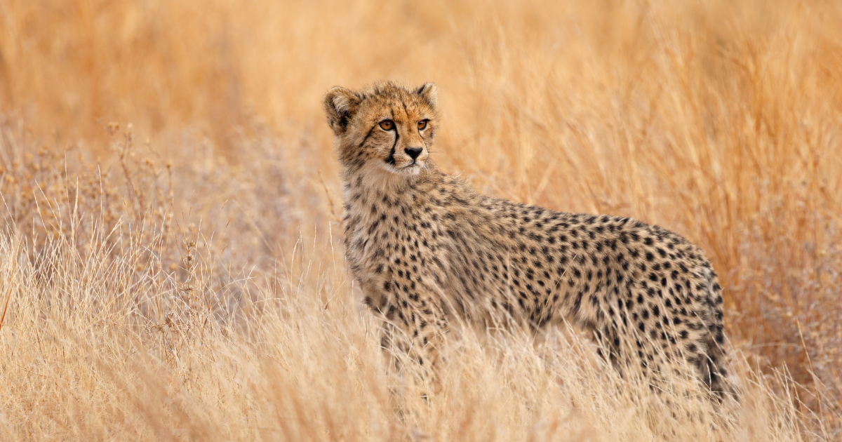 Cheetah standing in tall golden grass, looking back over its shoulder.
