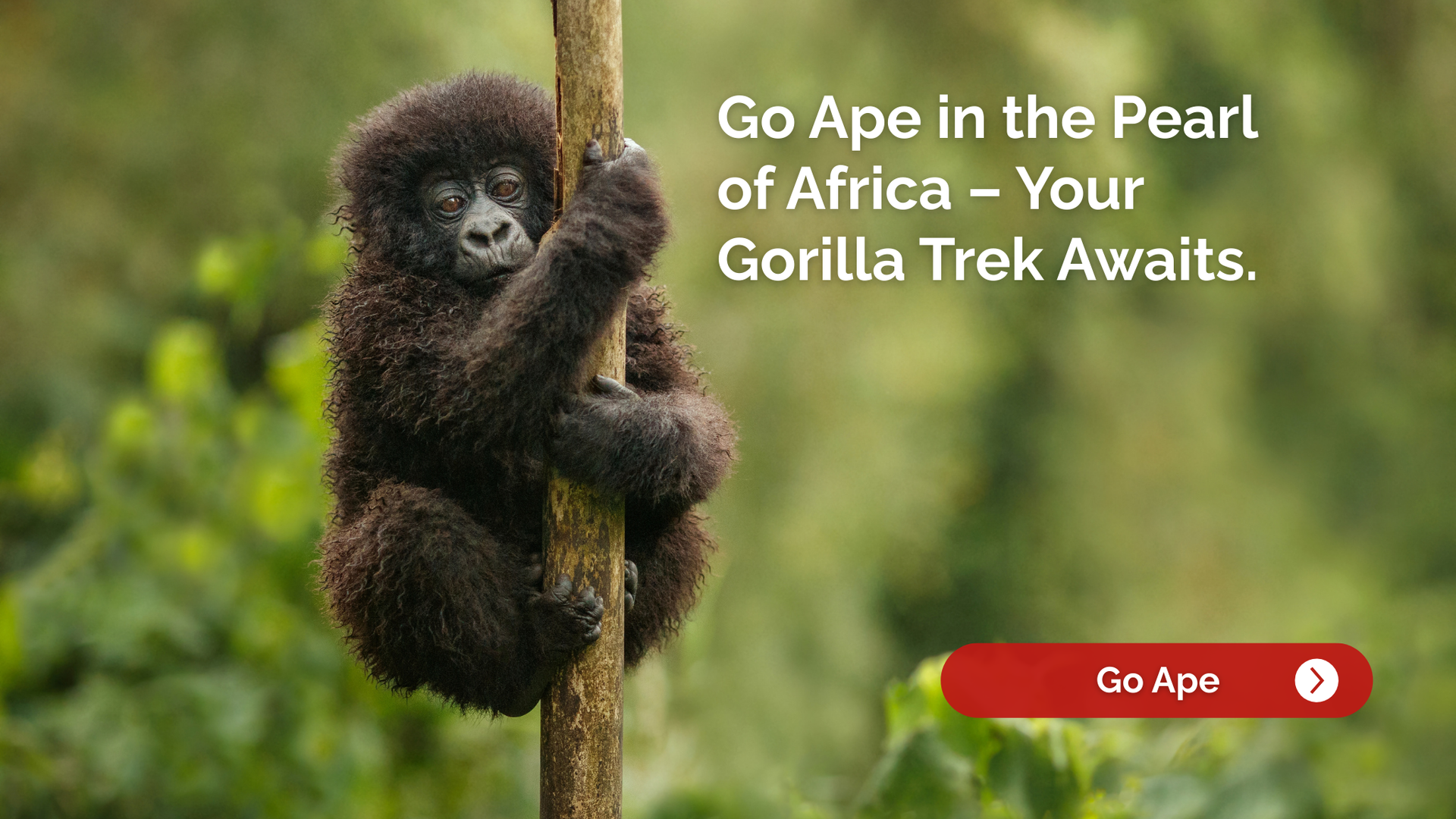 A baby gorilla clinging to a tree branch in Uganda, with text promoting gorilla trekking.