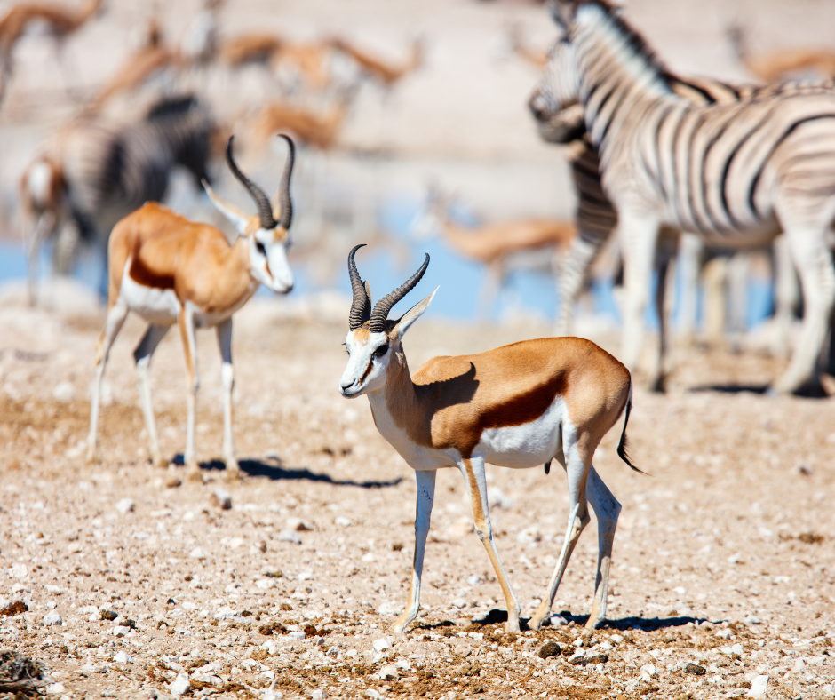 Two springboks and a zebra at a watering hole; sandy brown terrain, blue sky, other animals in the background.