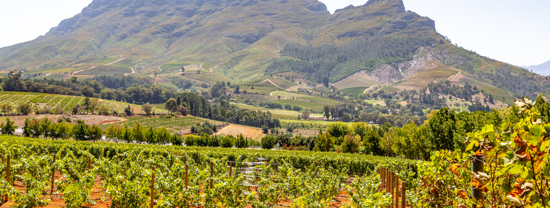 Vineyard with a mountain in the background; green and brown hues dominate the landscape.