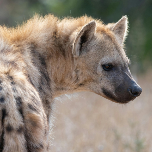 Side profile of a spotted hyena with tan fur in a grassy, blurred background