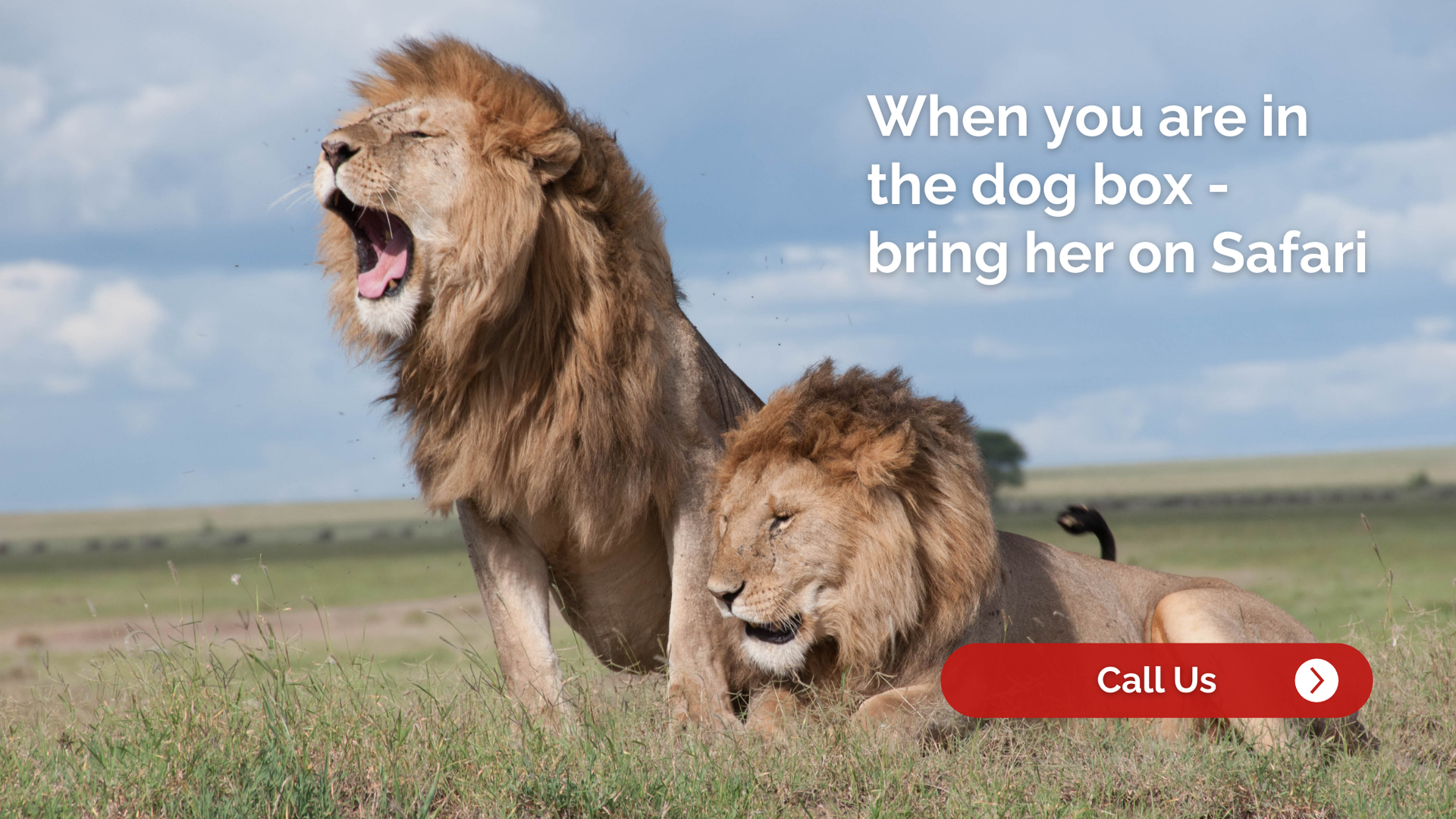Two lions in a field. One roaring. Text:
