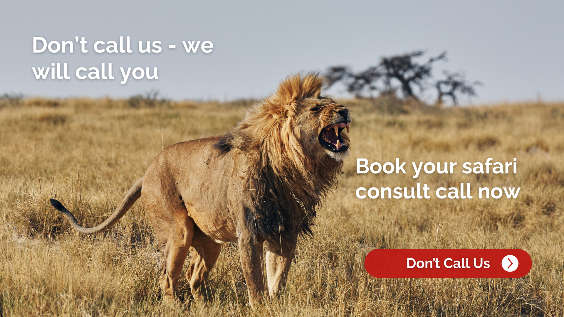 Lion roaring in savanna with