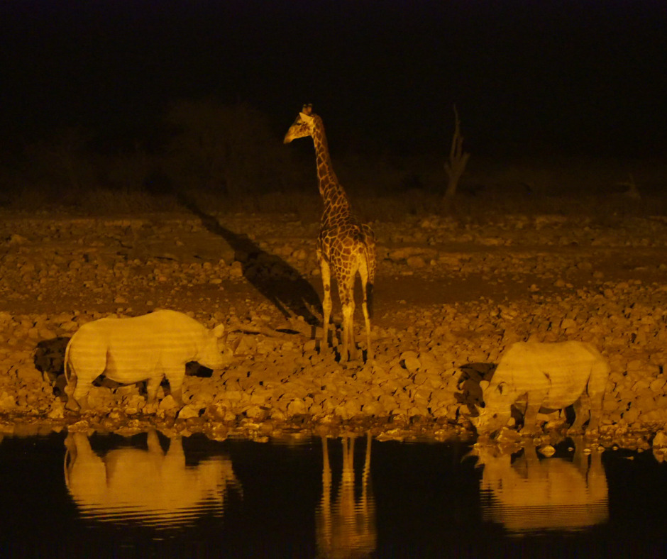 A giraffe and two rhinos drink from a waterhole at night. They are illuminated by a spotlight.