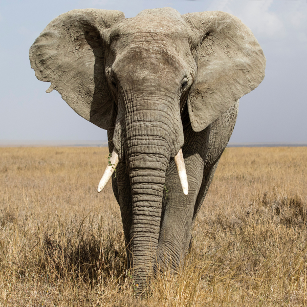 Elephant walking through dry grassland, facing forward with large ears spread and tusks visible.