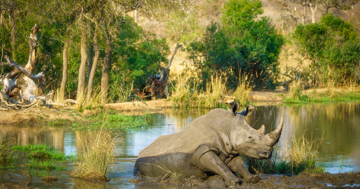 Rhinoceros standing in a muddy river beside a forested bank, with a colorful bird on its back
