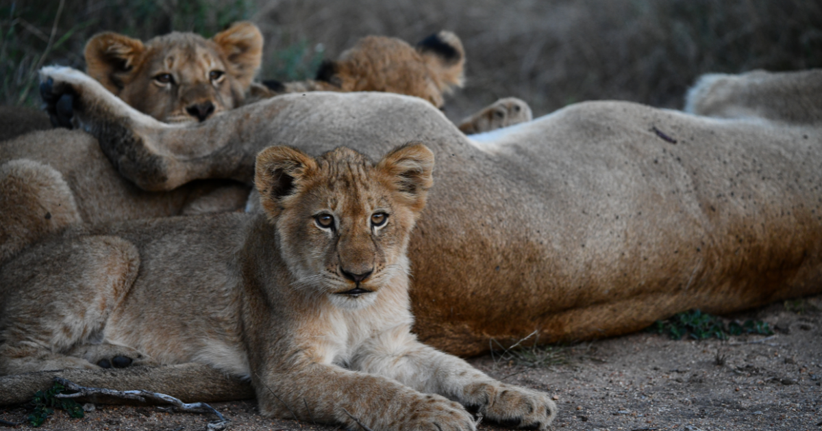 Lion cubs resting together on a dirt ground, one cub facing forward in the foreground.
