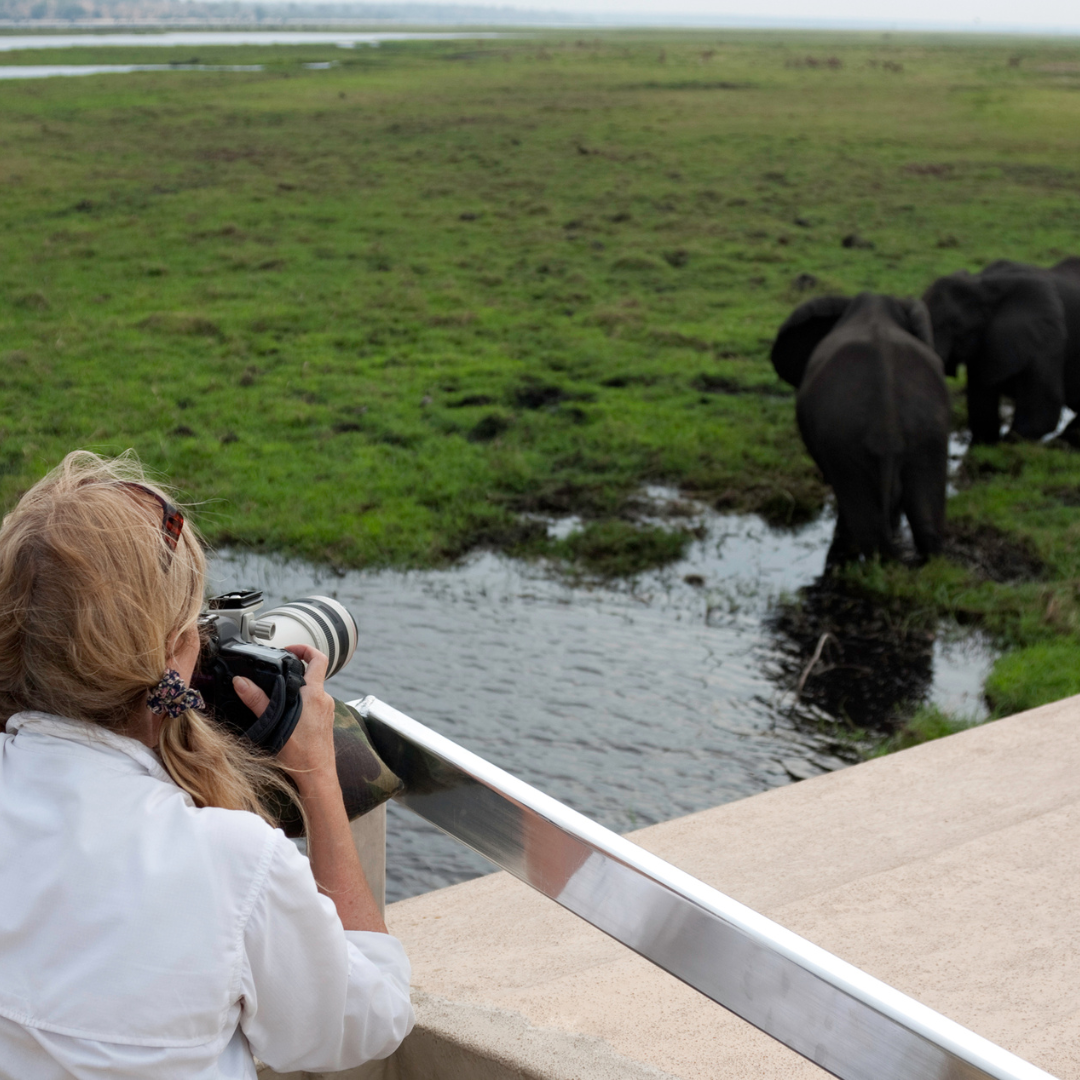 A woman taking a picture of elephants in a field