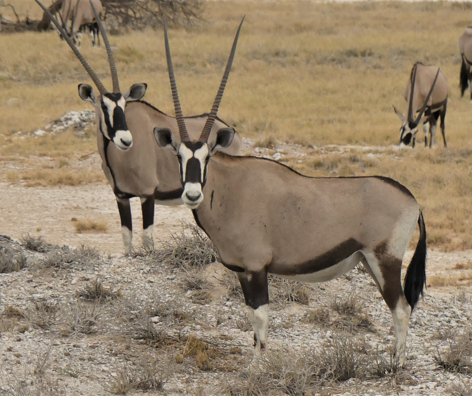 Oryx antelopes with long horns in a dry, grassy landscape.