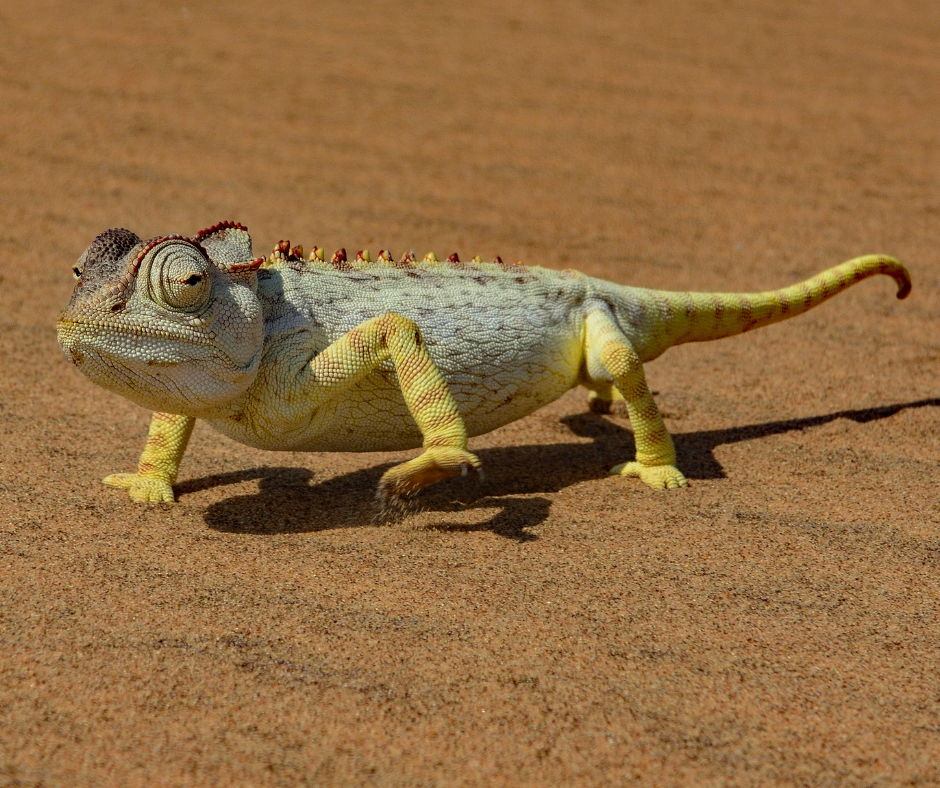 Chameleon walking on orange sand in bright sunlight