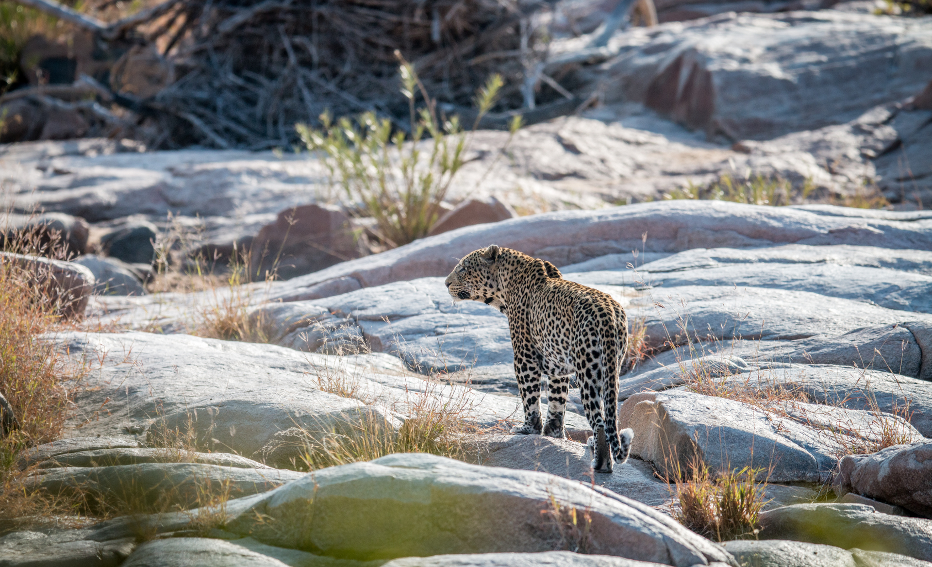 Leopard on a Budget Safari in South Africa