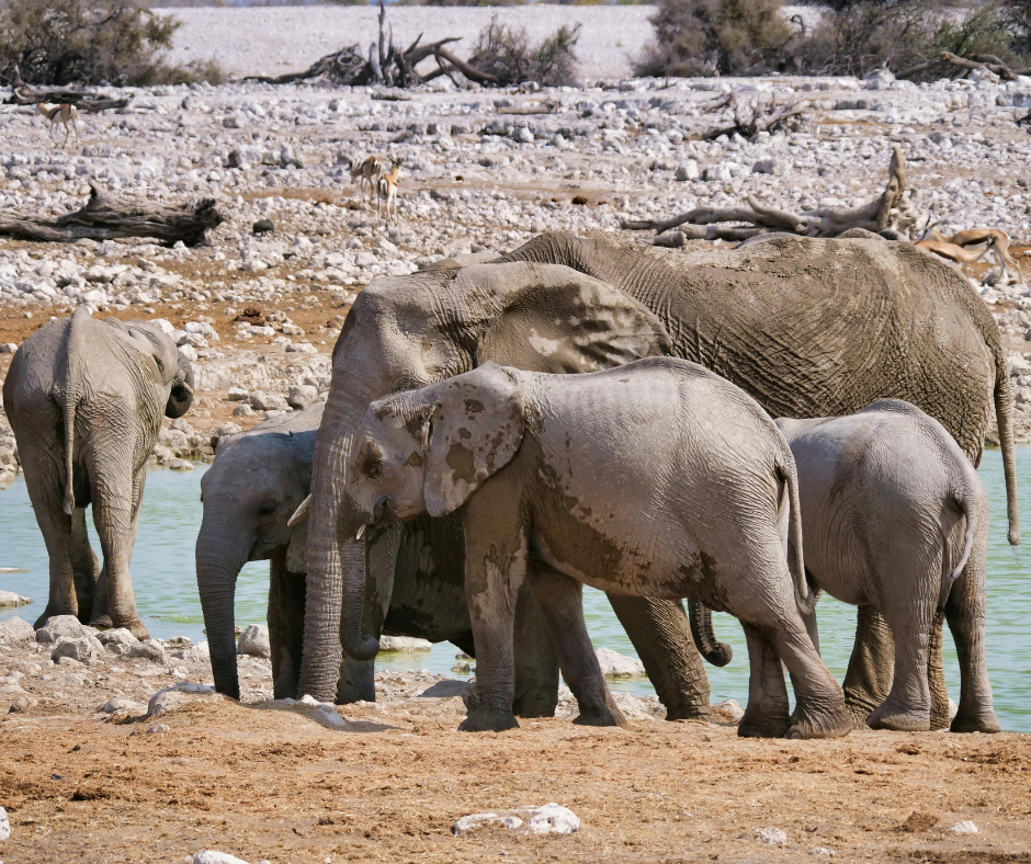 Elephants gathered at a rocky waterhole, with one calf among several adults