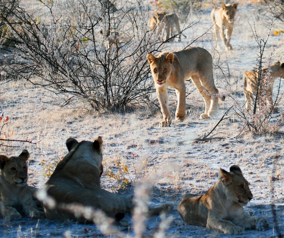 A pride of lions in a dry, grassy savanna. Several are walking, some are resting.