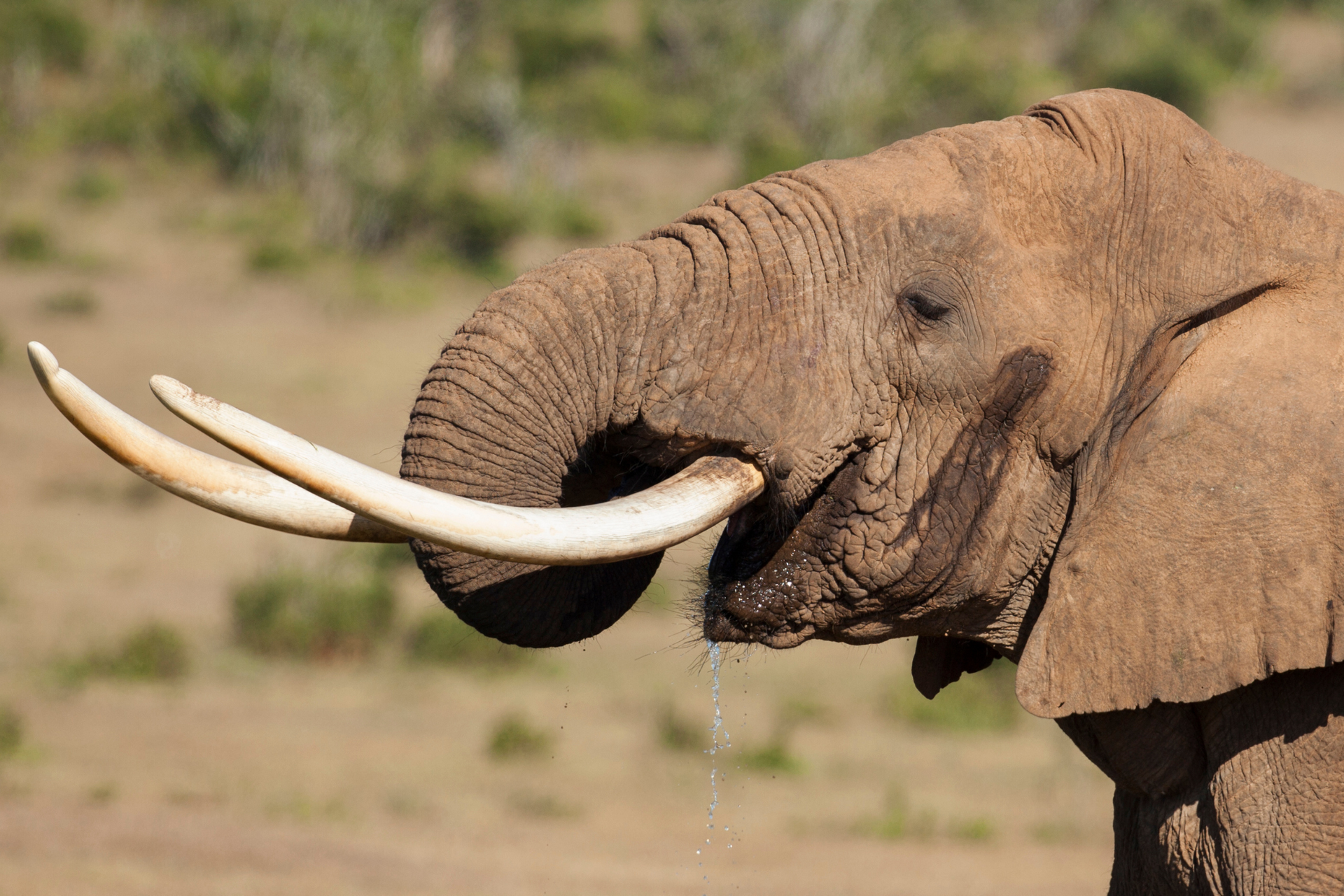 An elephant with long tusks is drinking water from a river.