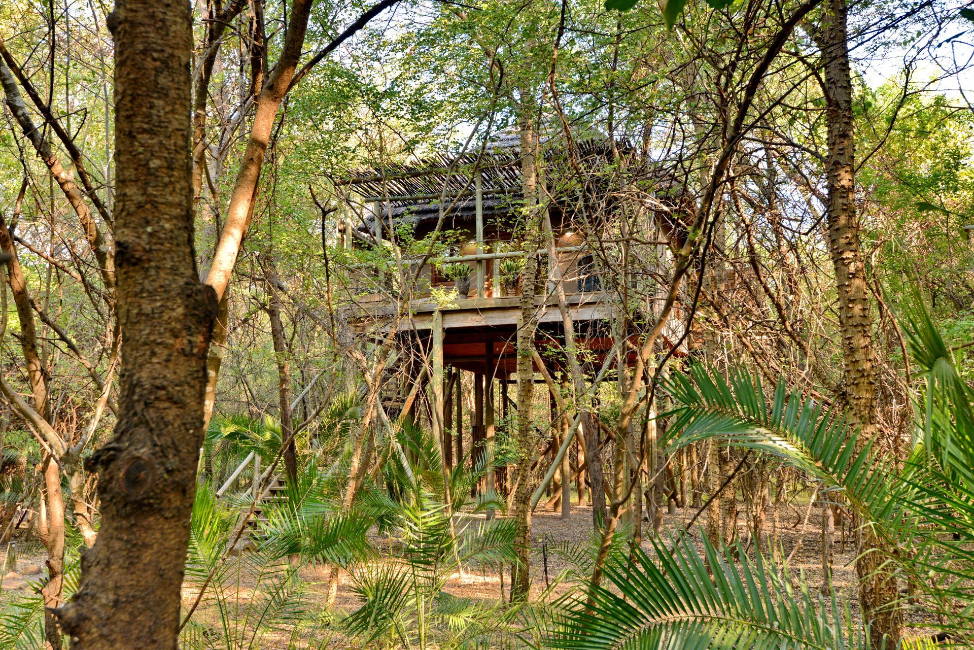 A tree house is surrounded by trees in the middle of a forest.