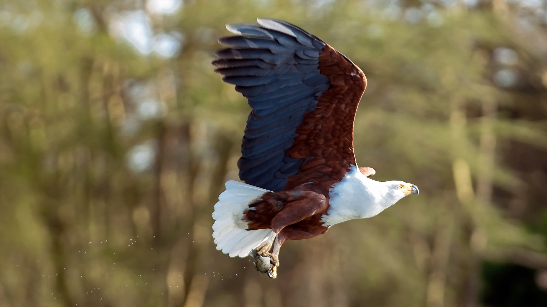 African Fish Eagle