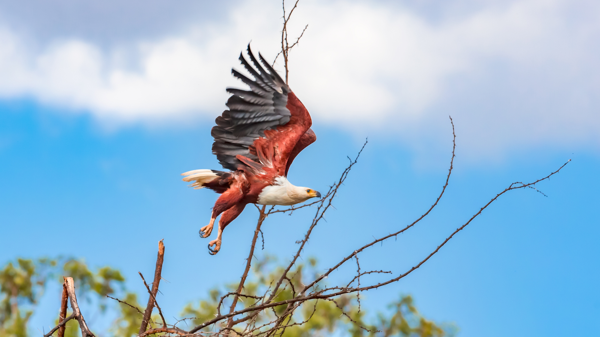 African Fish Eagle