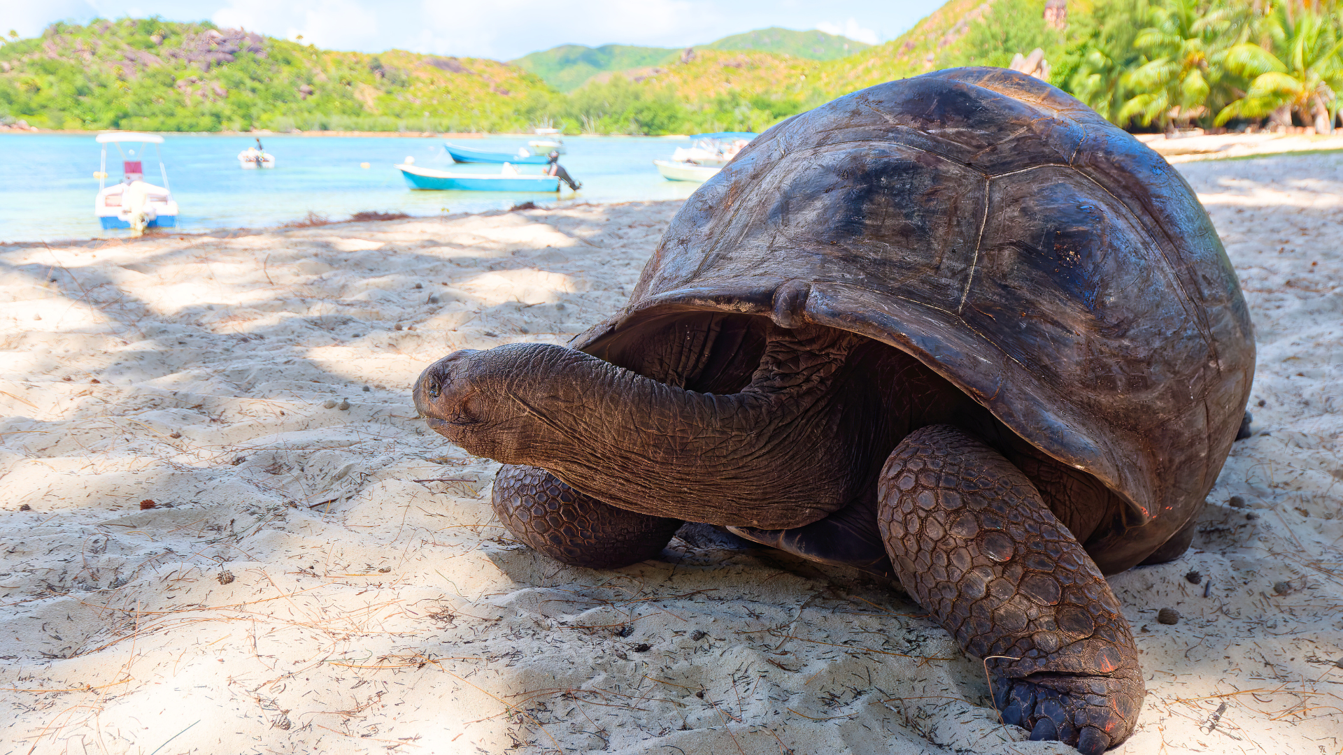 Seychelles Beach