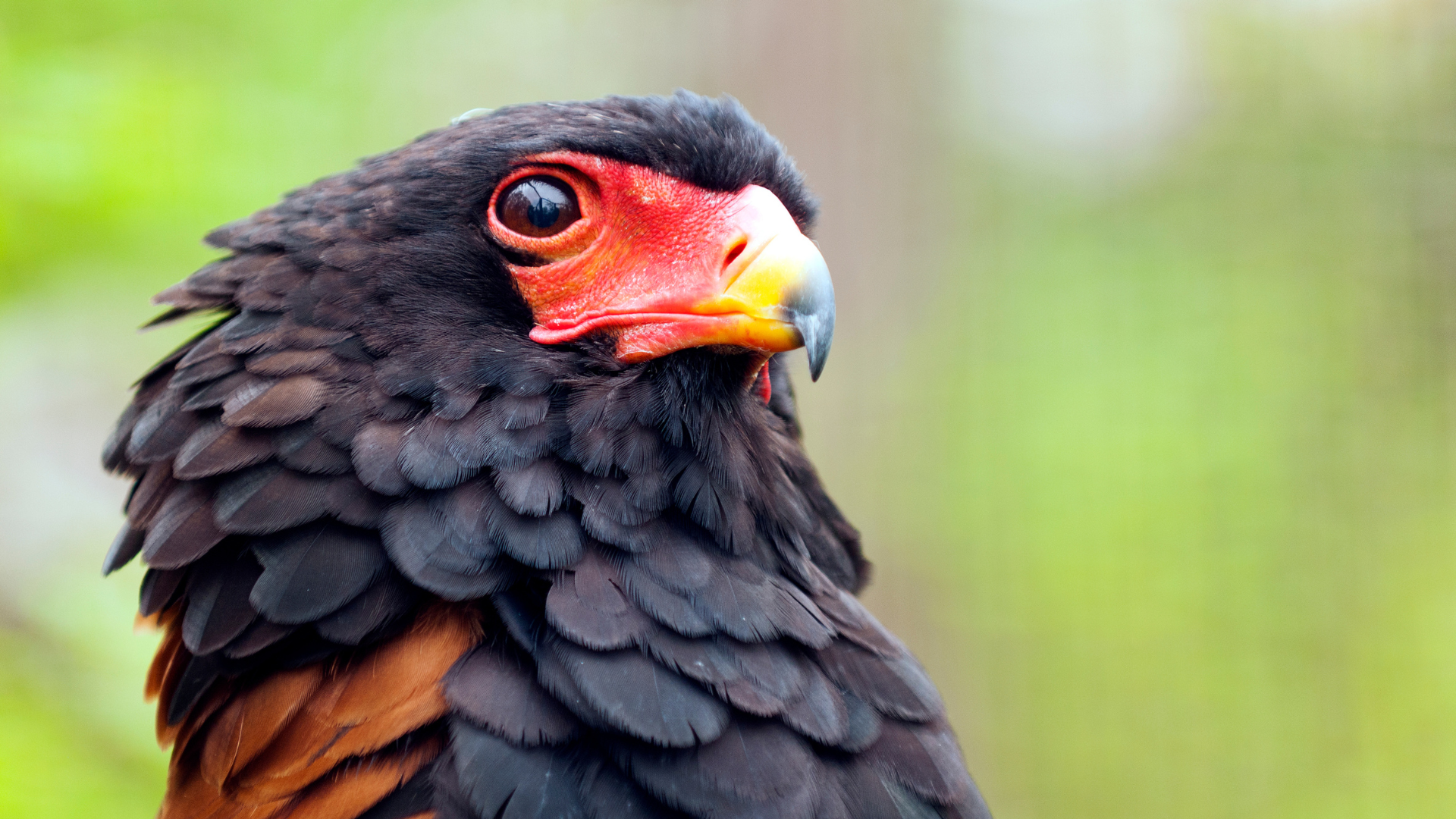 Bateleur 