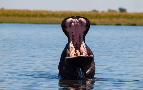 Hippo in water, mouth open wide, showing teeth; blue water and green grass in the background.
