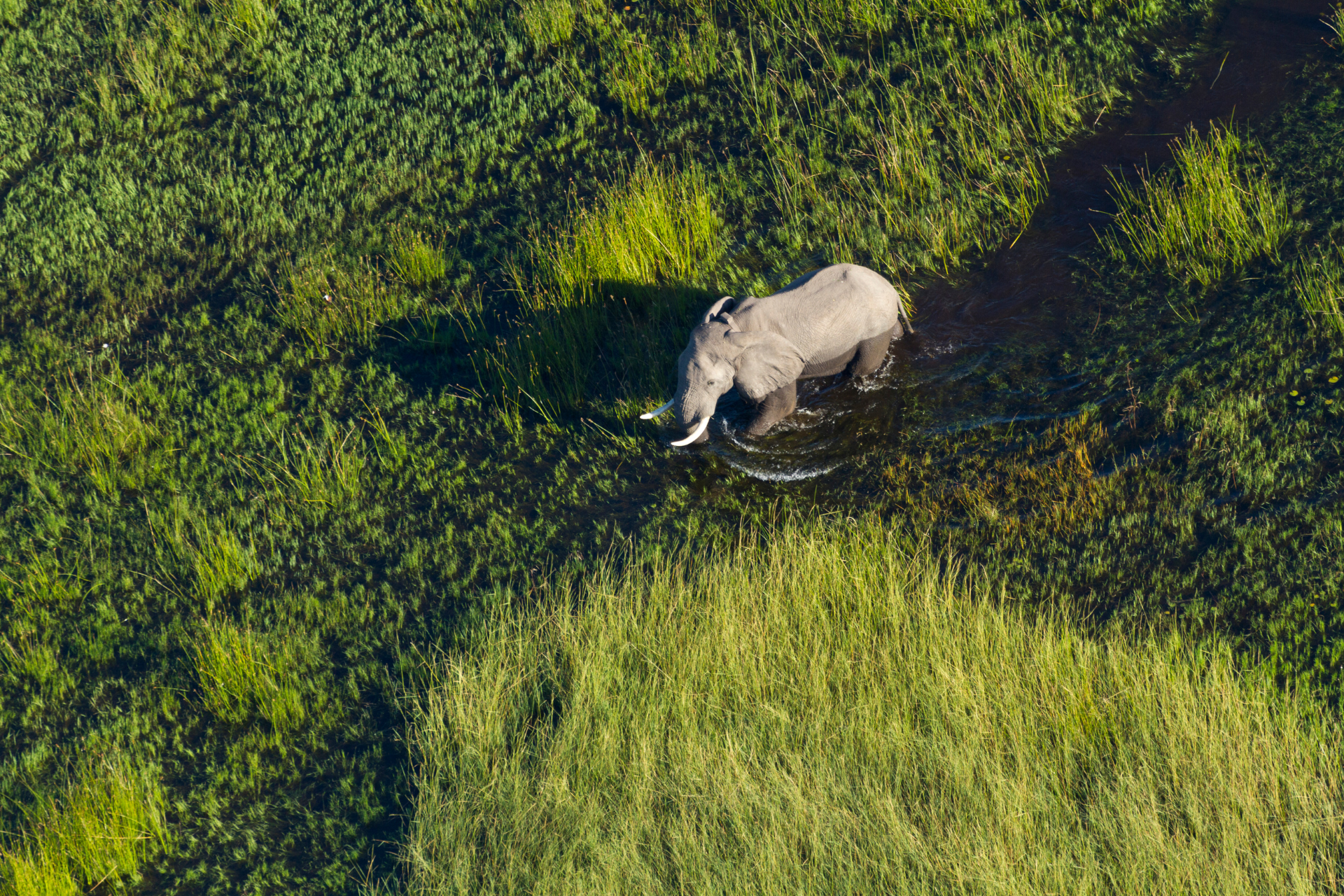 Elephant walking through green grass and dense vegetation in an aerial view