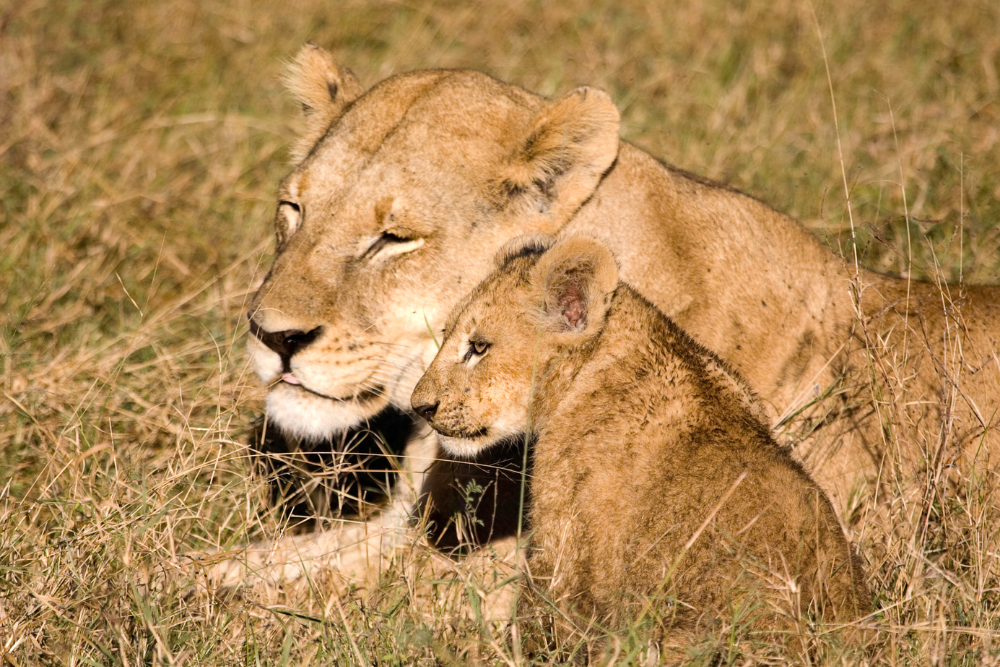 A lioness and her cub are laying in the grass.