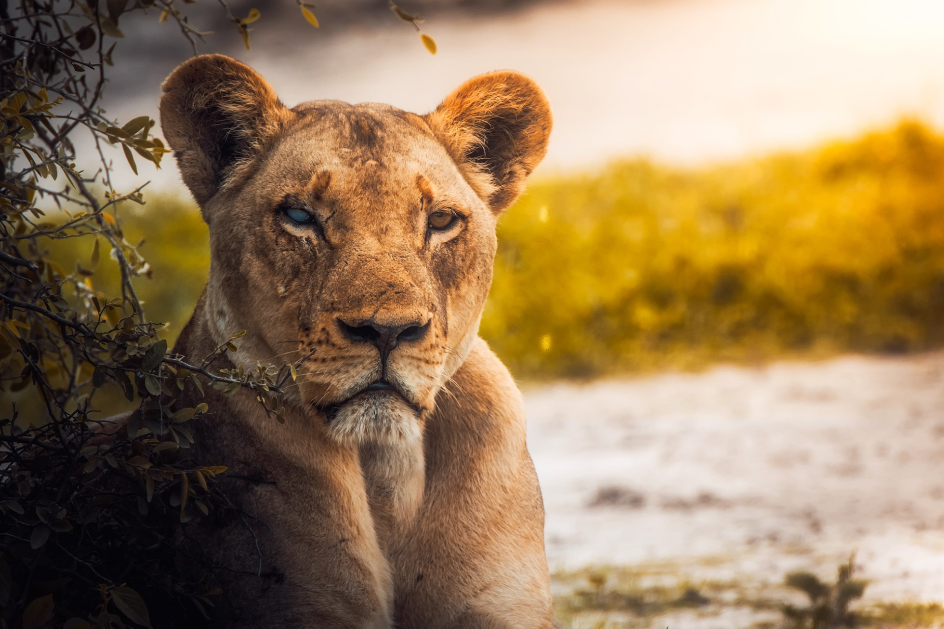 Lioness resting beside a bush in golden grass, looking toward the camera.