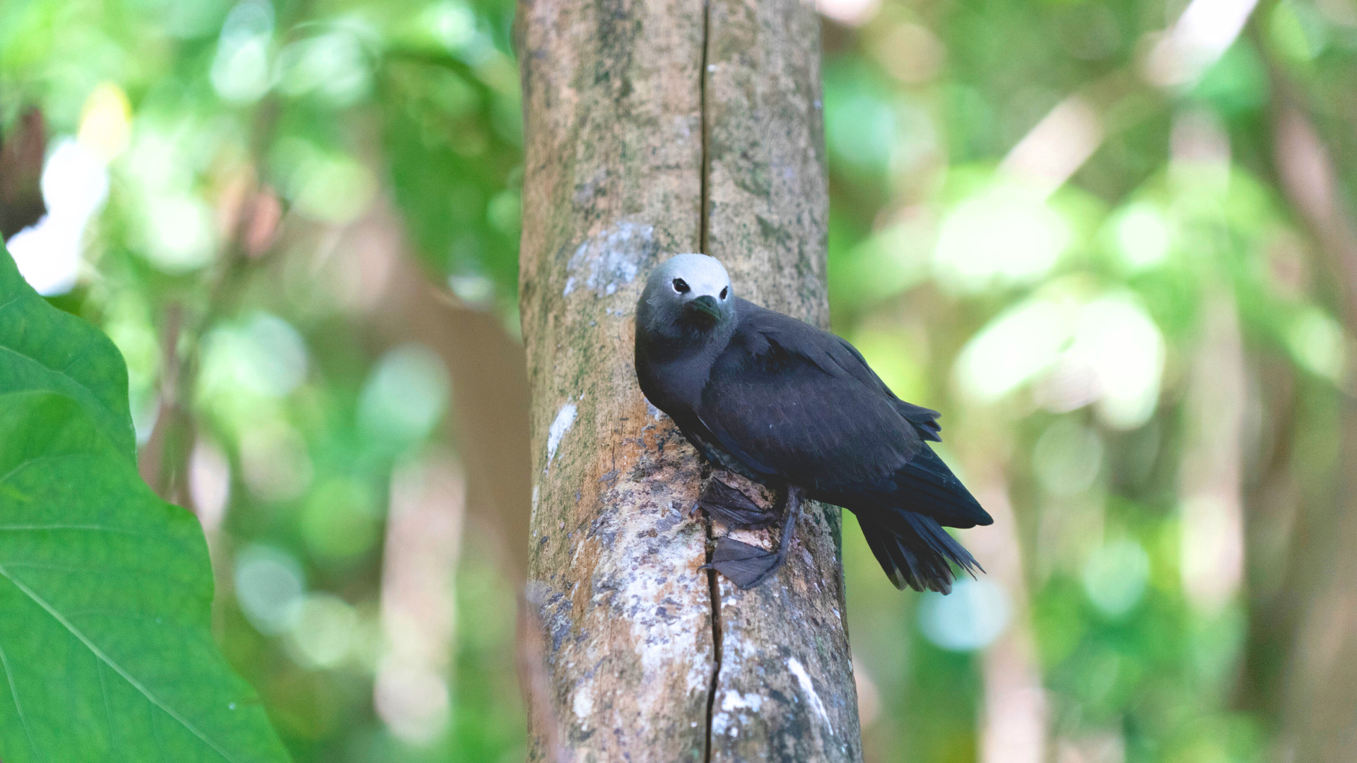 Birdwatching on Cousin Island
